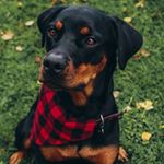 Profile Picture of Ruby Lee (@rubylee_the_rottie) on Instagram