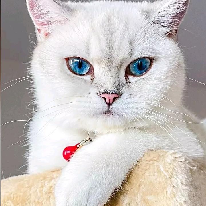 Profile Picture of Rhonda.Larson (@dinadtzop45) on Tiktok