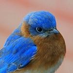 Profile Picture of Aaron henningsen (@aa_ron.spam) on Instagram