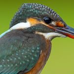 Japan Bird Photographer - Instagram Profile Picture of Japan Bird Photographer (@john_yentes) on Instagram