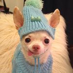 Profile Picture of Jennifer Gillett (@pinkythechi) on Instagram