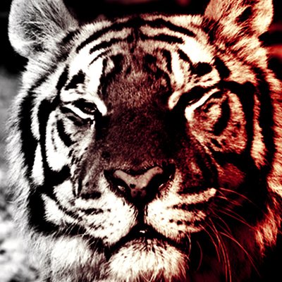 Profile Picture of Dominic Montoya (@DominicM02) on Twitter