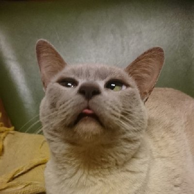 Jessica Moss - Twitter Profile Picture of Jessica Moss (@WicklowMoss) on Twitter