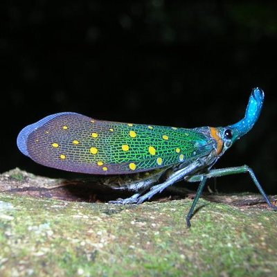 Amanda Craig - Twitter Profile Picture of Amanda Craig (@Amandabug_girl) on Twitter