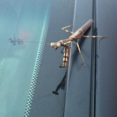 Profile Picture of Jacob Wigginton (@JacobWigg) on Twitter