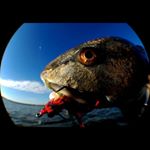 Profile Picture of Brad McMinn (@fishlore) on Instagram
