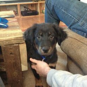 Profile Picture of Danielle Bacigalupa Schmidt (@daniellebacigalupa) on Tiktok