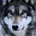 Profile Picture of Grayson Wolfe (@grayson.wolfe.372) on Facebook