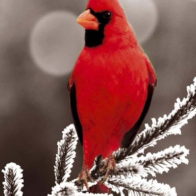 Profile Picture of Props Manager You:Christopher Adam Montgomery Care (@HashColorado) on Twitter