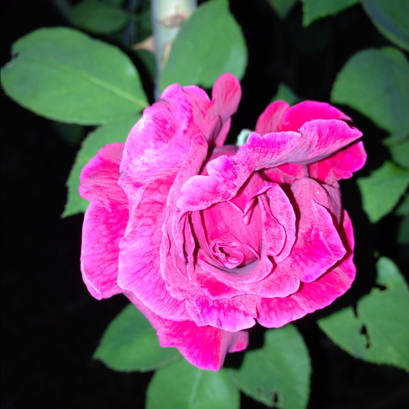 Profile Picture of M O (@butya) on Poshmark