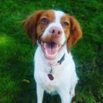 Profile Photo of Rebecca Barnett Drzal (@jamestownspaniels) on Instagram