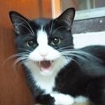 Profile Picture of Raffaele Thomas Jimmiezz (@raffaelejimmiezz) on Instagram