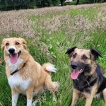 Profile Picture of David Tipping Healthfulness Hikes & Hounds (@healthfulness_hikes_and_hounds) on Instagram