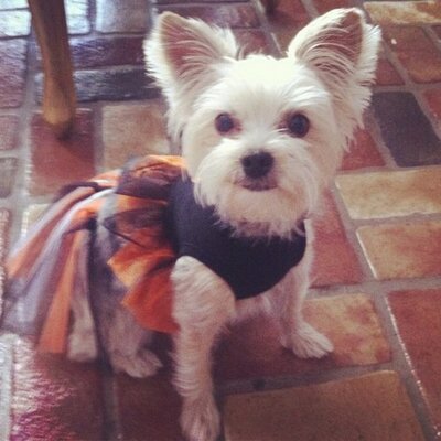 Profile Picture of Sarah Irby (@sannirby) on Twitter