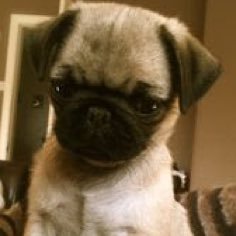 Profile Picture of Casey (@Devin_BookerFan) on Twitter