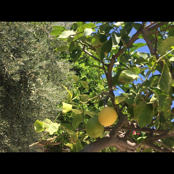 Profile Picture of Ebru Halper (@ebh824) on Poshmark