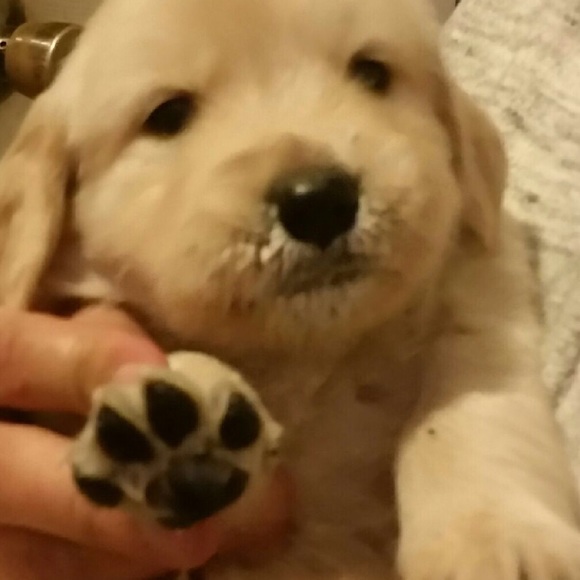 Profile Picture of Jennifer Ashwill (@jmashwill) on Poshmark