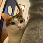 Profile Picture of Ken Shih (@ken.shih) on Instagram