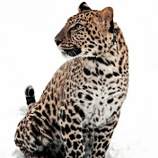 Sem Lobo - Youtube Profile Picture of Sem Lobo (@Lbtr22) on Youtube