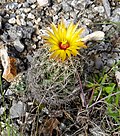 Profile Picture of Coryphantha sulcataon Wikipedia