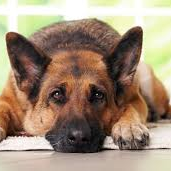 Profile Picture of Rene Antonio Berrios (@Rene6724Rene) on Twitter