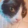 Profile Picture of samcord (@samcordreal) on Tiktok