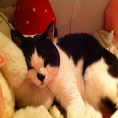 Profile Picture of Deneen Patrick (@DeneenPatrick) on Twitter