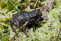 Profile Picture of Drewes' moss frogon Wikipedia