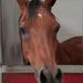 Profile Picture of Alicen Mockler (@alicenl236) on Pinterest