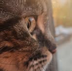 Profile Picture of Concetta Vitello (@concetta.vitello.188) on Facebook