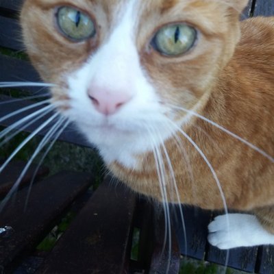 Chloe Lynn - Twitter Profile Picture of Chloe Lynn (@CleoLines) on Twitter