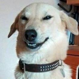 Profile Picture of El Perro Pocho (@Thebaby_James) on Twitter