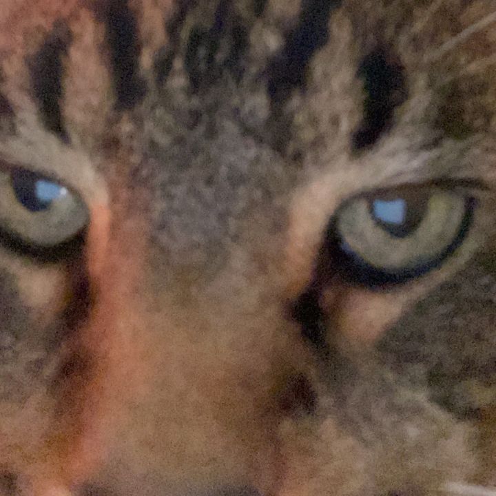 Profile Picture of Andrew Dennison (@chikenaddict) on Tiktok