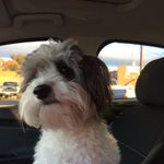 Profile Picture of Amber Guffey (@guffey.amber) on Instagram