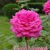 Profile Picture of Robert Sagar (RamSagar) (@robert.sagar.7) on Facebook