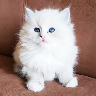 Profile Picture of Pasha (@pasha_mrow) on Instagram