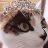 Profile Picture of 😻Millie😻 (@@ayeshachowdhury31) on Tiktok