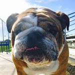 Profile Picture of Troy Jenkins (@bullyboy_troy) on Instagram