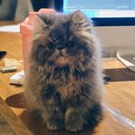 Profile Picture of Rocky_bigotes (@rockybigotes) on Instagram