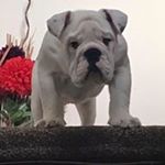 Profile Picture of Andy Bibby (@andrewf.bibby) on Instagram