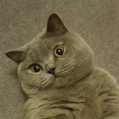 Profile Picture of Jean Swanson (@Jeanbot5000) on Twitter