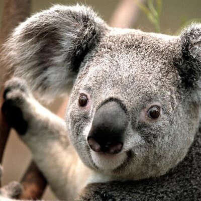 Profile Picture of Madison Kaye Shaffer (@madison_kaye_13) on Twitter