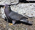 Profile Picture of Band-tailed pigeonon Wikipedia