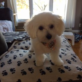 Profile Picture of Vicky Ouellette (@vicky100175) on Pinterest