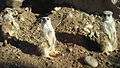 Profile Picture of Charles Paddock Zooon Wikipedia