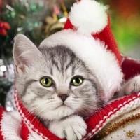 Profile Picture of Andrea Little (@andrea-little-15) on Quora