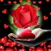 Profile Picture of Amal Masoud (@amal.masoud.5623) on Facebook