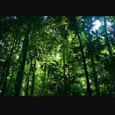 Profile Picture of Nicholas Rallis (@nich5951) on Twitter