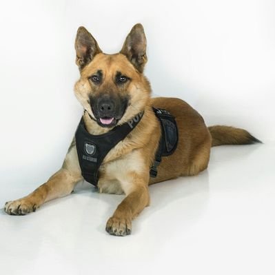 Profile Picture of PSD Riso (@ottawapoliceK9) on Twitter
