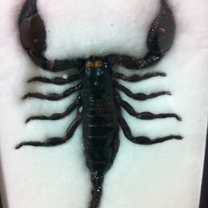 Profile Picture of Osman Uzun (@osman.uzun.9822) on Myspace